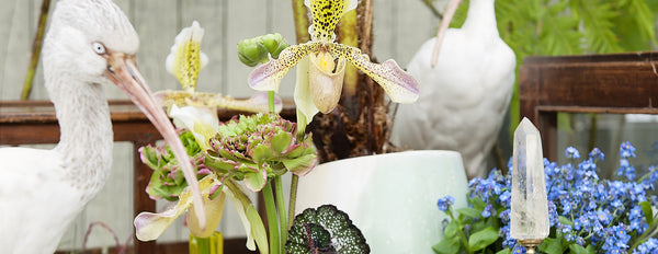 Taxidermy & Naturalia