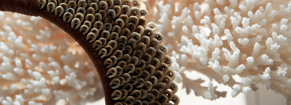 Corals & Shells