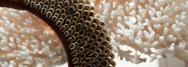 Corals & Shells