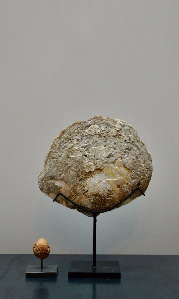 Oyster shell on base