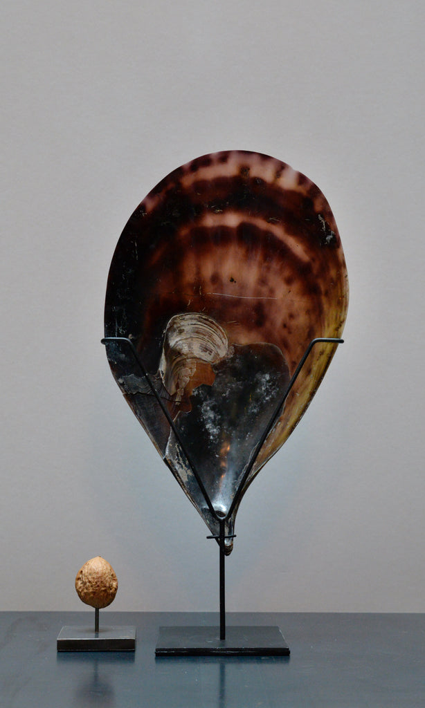 Pen mussel shell polished on stand