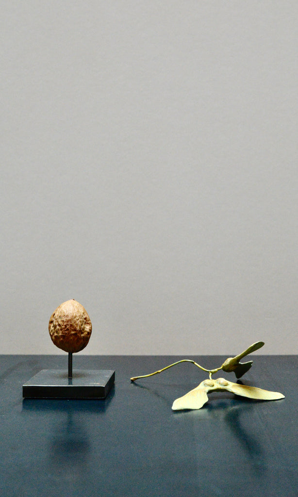Sycamore seed ceramic