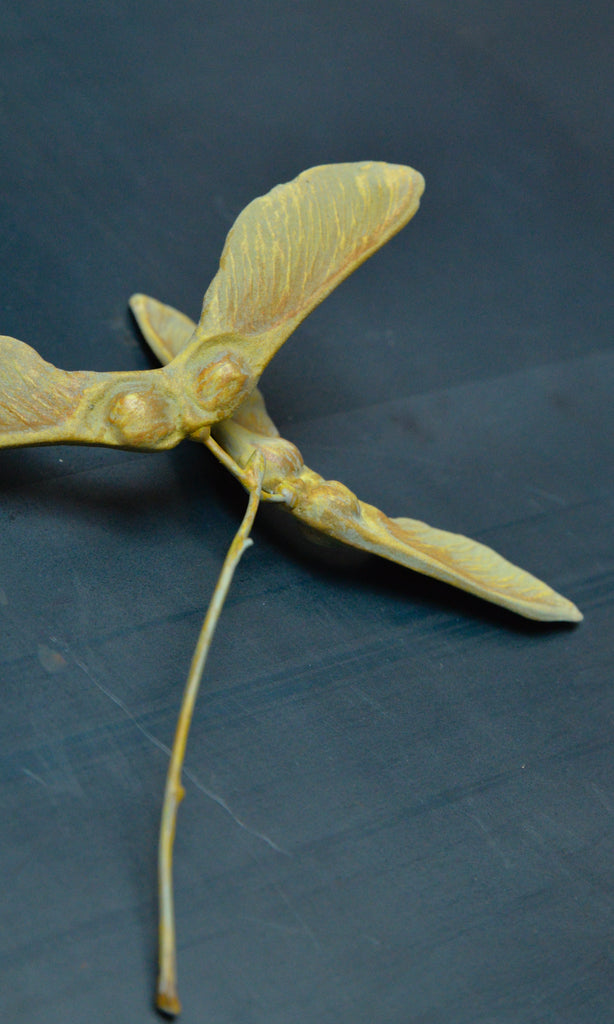 Sycamore seed ceramic