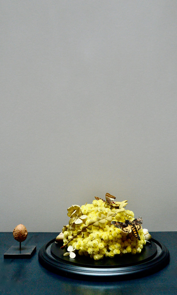 Round dome with dried helichrysum, butterfly and moth