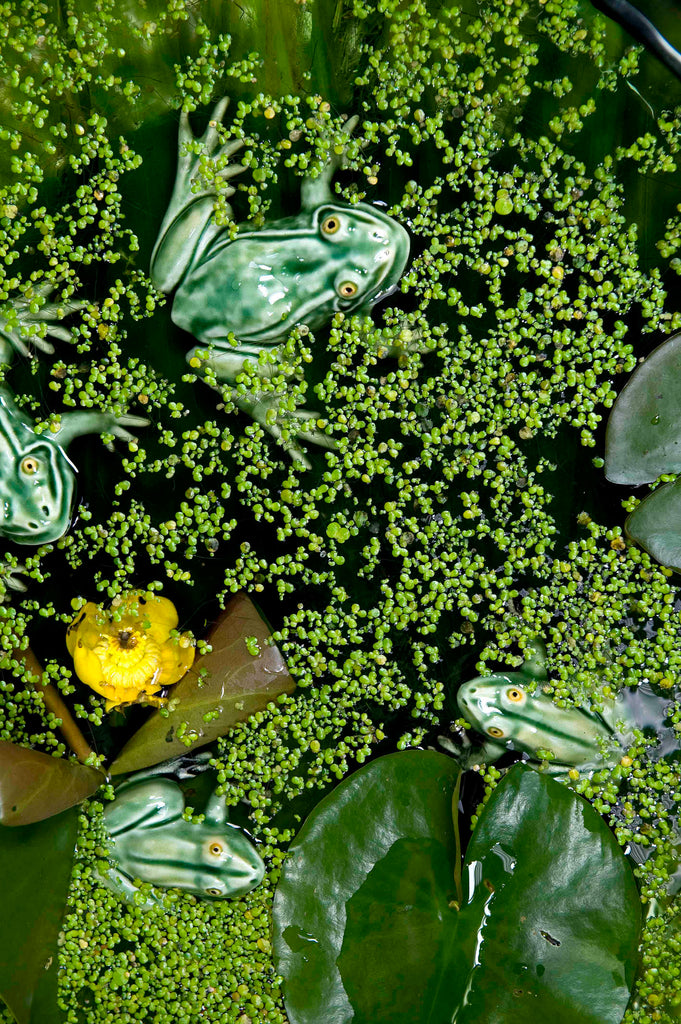 ceramic frog kikker