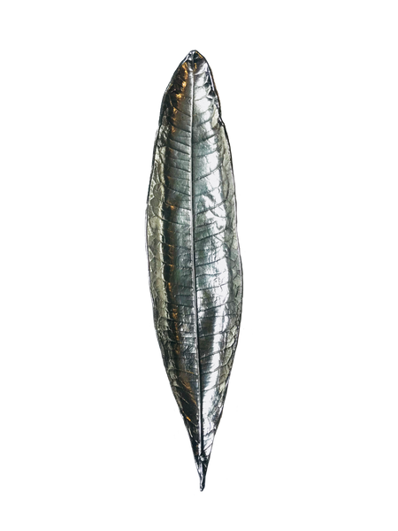 Eriobotrya japonica leaf silver