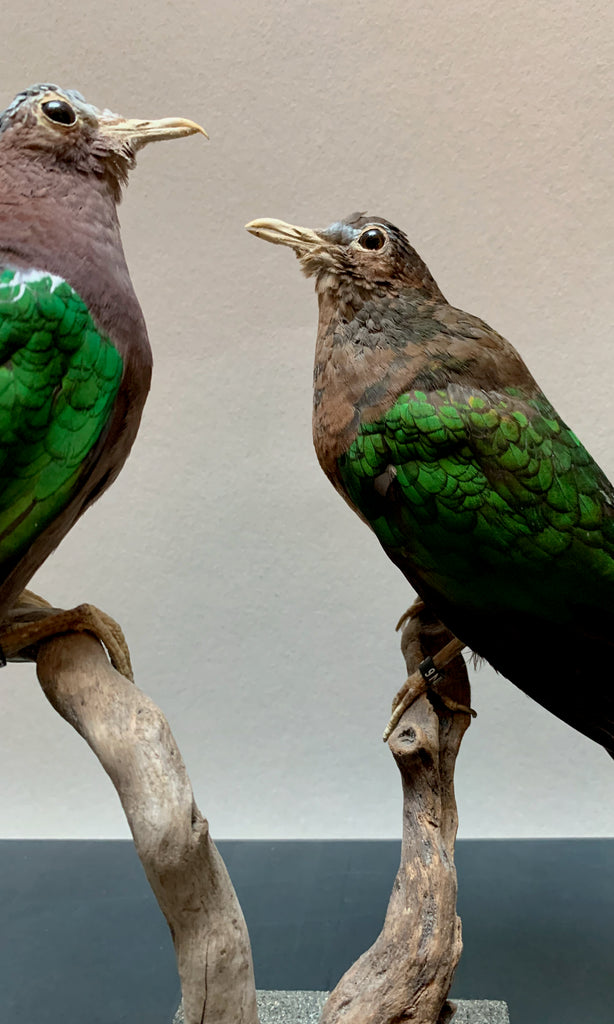 Green winged dove taxidermy