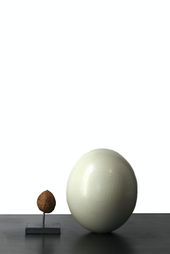 Ostrich egg