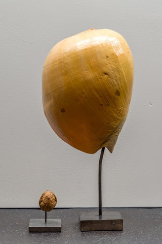 Melo melo shell on stand