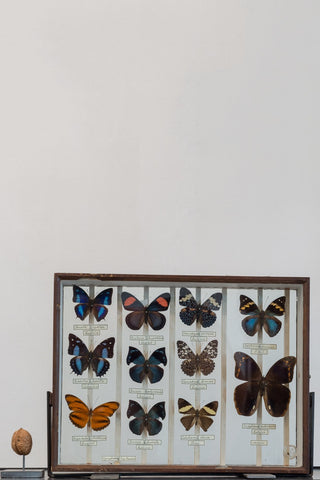 Vintage butterfly collection of 11 in wooden frame