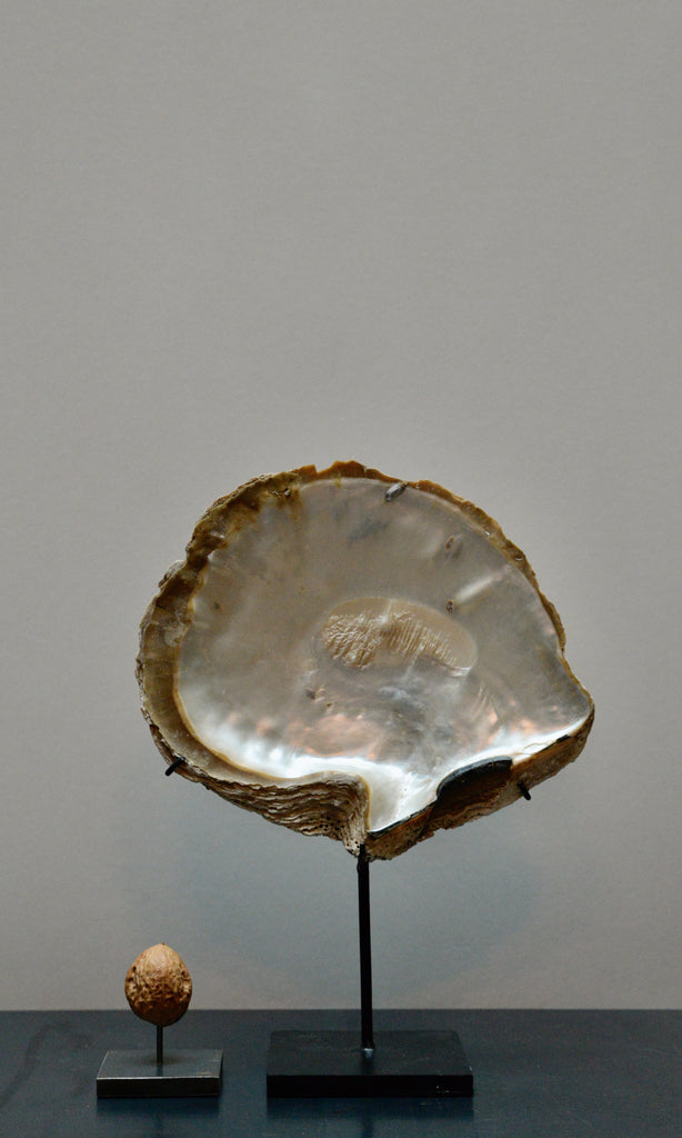 Oyster shell on base
