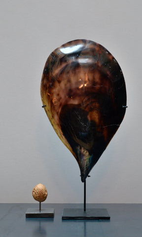 Pen mussel shell polished on stand