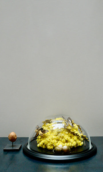 Round dome with dried helichrysum, butterfly and moth