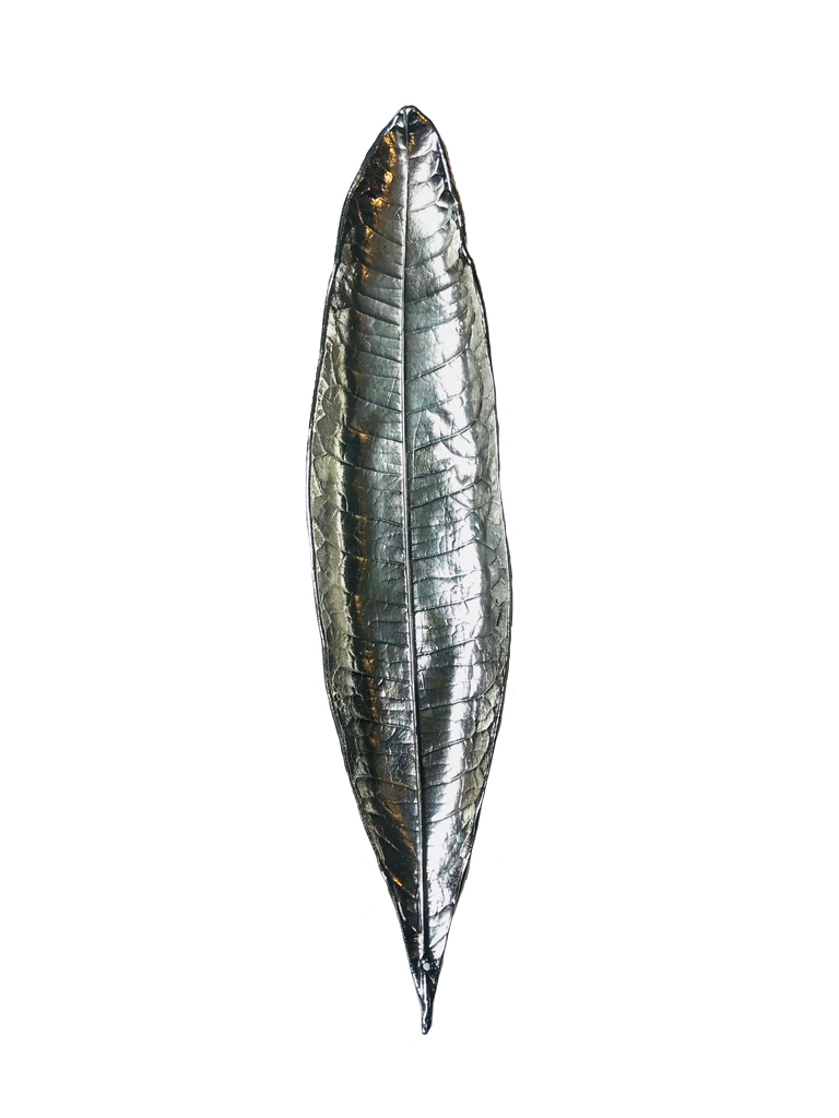 Eriobotrya japonica leaf silver