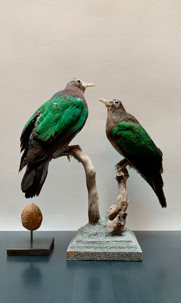 Green winged dove taxidermy