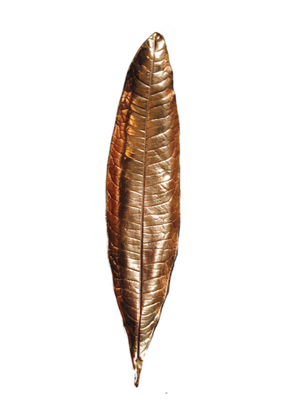 Eriobotrya japonica leaf copper
