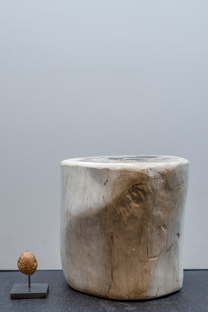 Object - Fossil Wood (white Brown)