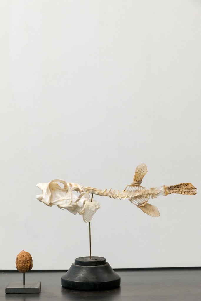 Object - Little Porcupine Fish Skeleton On Wooden Base