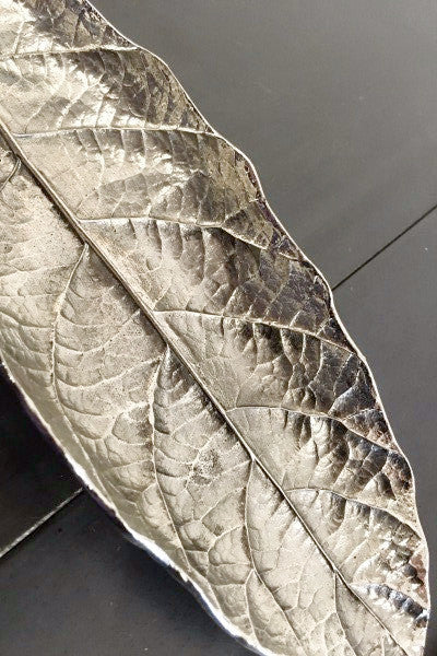 Eriobotrya japonica leaf silver